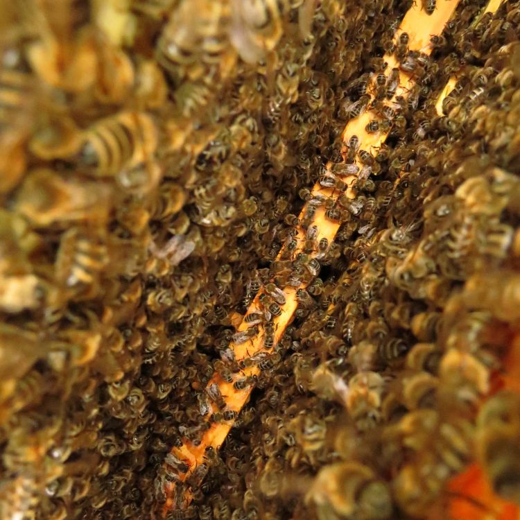 Bienen_Blick_in_Wabengasse