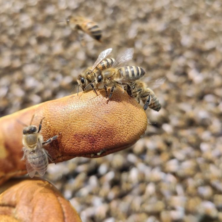 Bienen_auf_Lederhandschuh