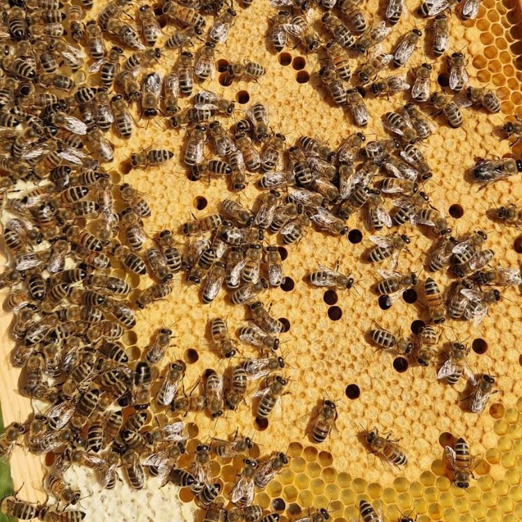 Bienen_auf_voller_Brutwabe