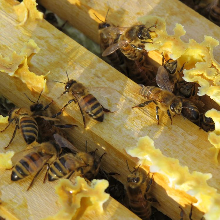 Bienen_im_Stock