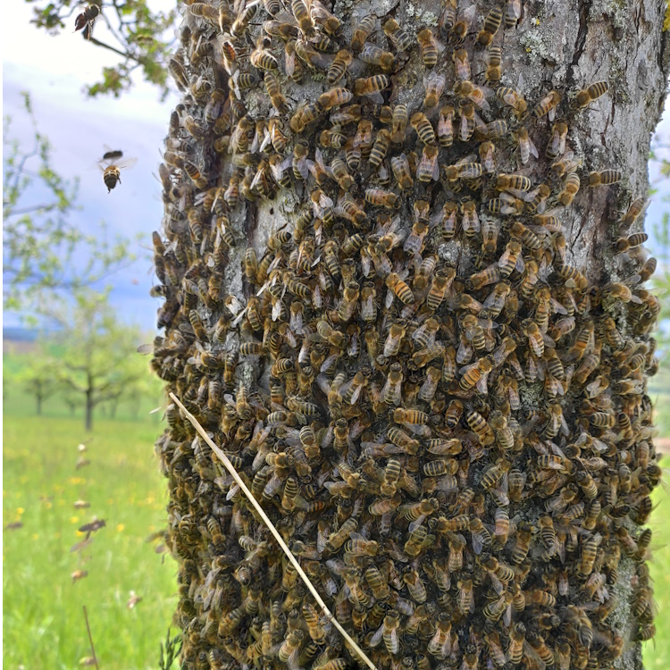 Bienenschwarm_Honigbienen
