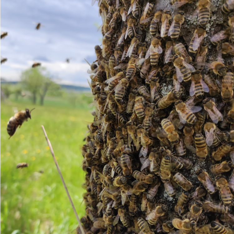 Bienenschwarm_am_Baumstamm
