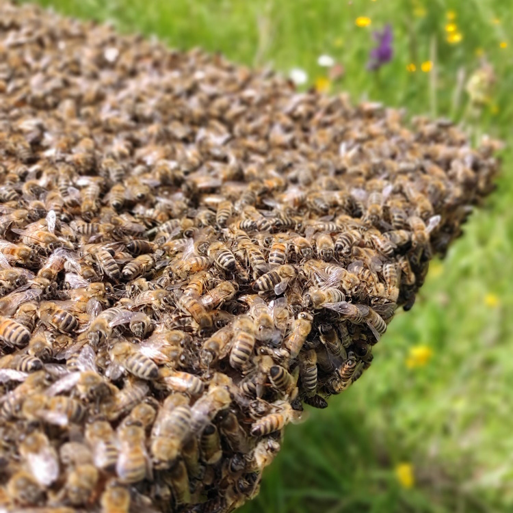 Bienenschwarm_auf_Absperrgitter