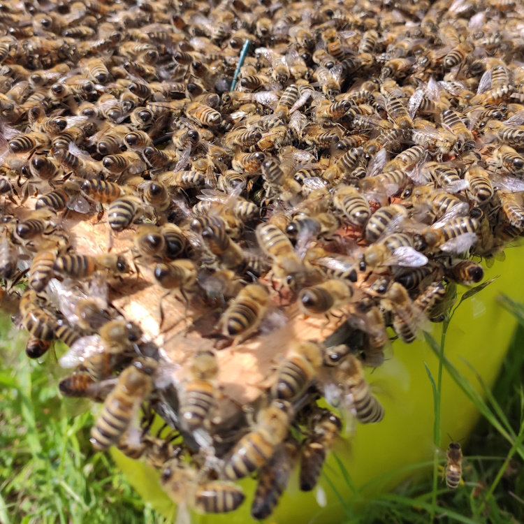 Bienenschwarm_auf_Eimer