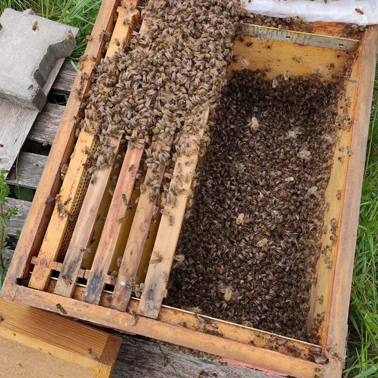 Bienenschwarm_einfangen