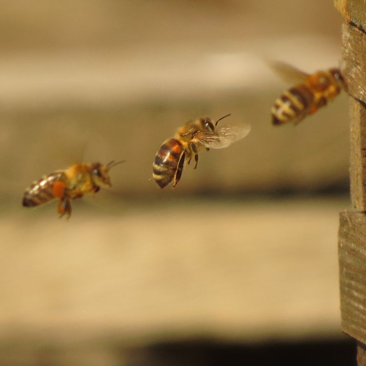 Drei_Bienen_im_Flug