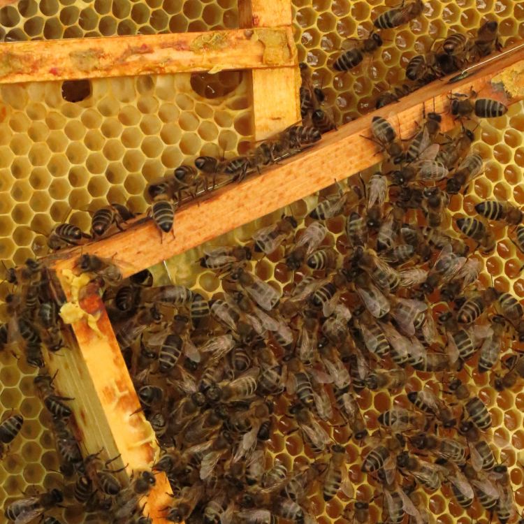 Rähmchen_mit_Bienen