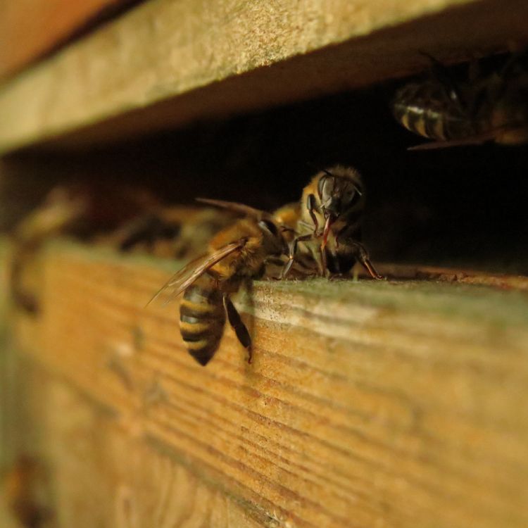 Zwei_Bienen_am_Flugloch